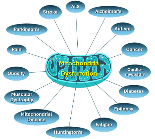 A diagram of mitochondrial dysfunction in the body.