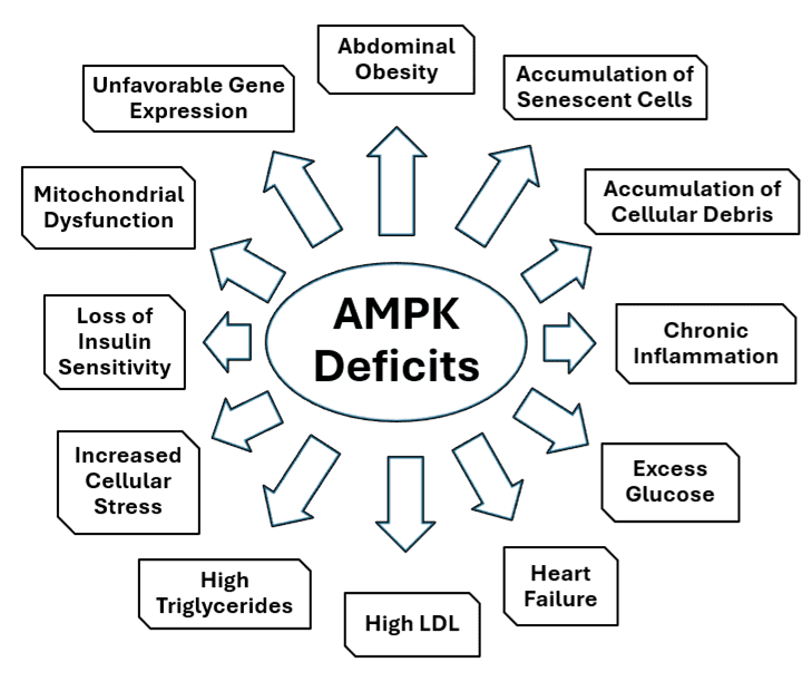 AMPK Deficits: Causes and consequences.