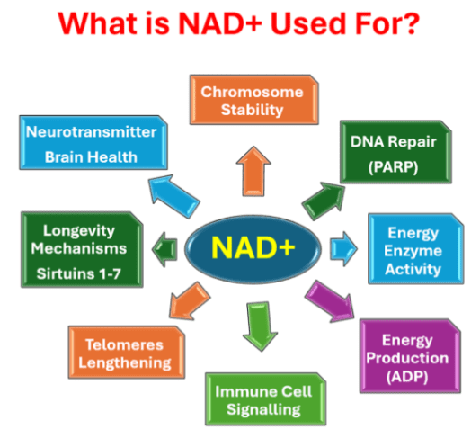 A diagram of what is nad + used for.