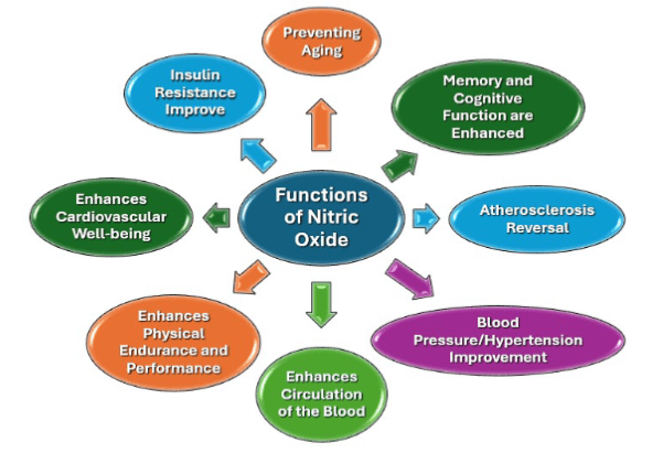 A diagram of the functions of nitric oxide.