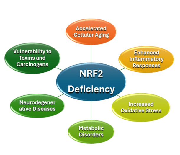 A diagram of the eight components of nrf 2 deficiency.