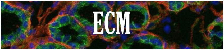 A picture of the ecm logo.