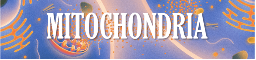 A banner with the word " cochonia ".