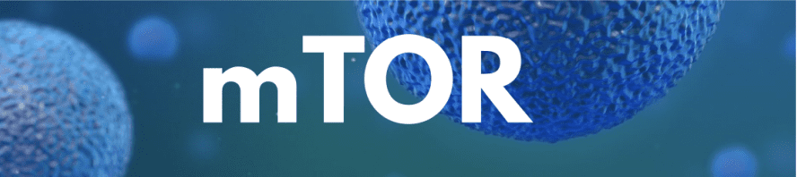 MTOR signaling pathway illustration.