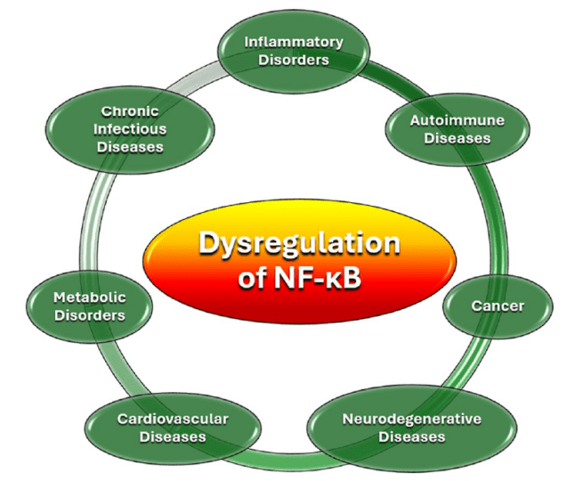 NF-B dysregulation and related diseases.