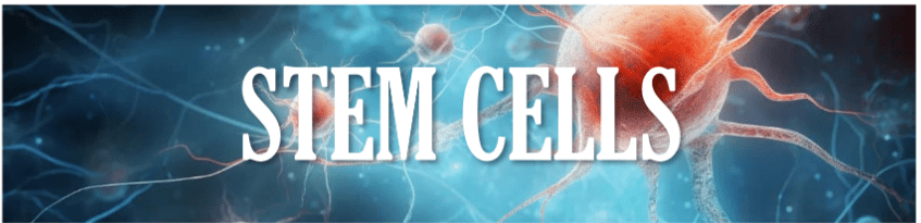 A banner with the words stem cell written in front of an image of neurons.