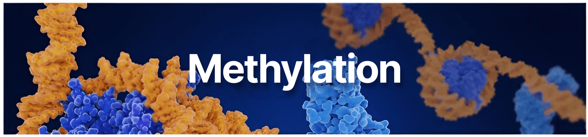 A blue background with the word " methylation ".