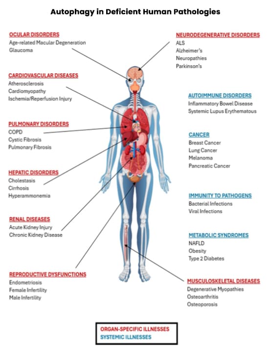 A diagram of the human body with labels on it.